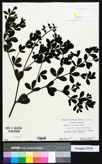 Baptisia alba var. macrophylla image