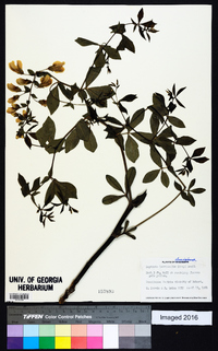 Baptisia bracteata var. laevicaulis image