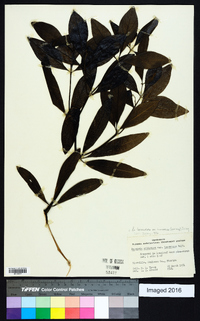 Baptisia lanceolata image