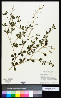 Baptisia lecontei image