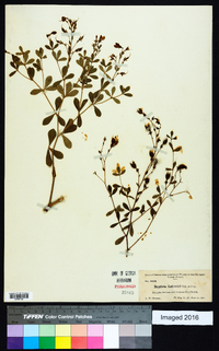 Baptisia lecontei image