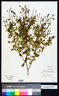 Baptisia lecontei image