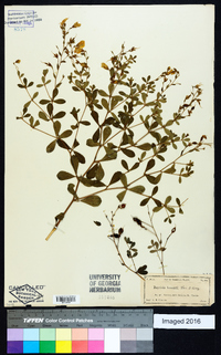 Baptisia lecontei image