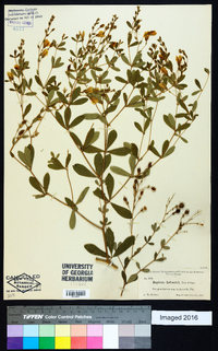 Baptisia lecontei image