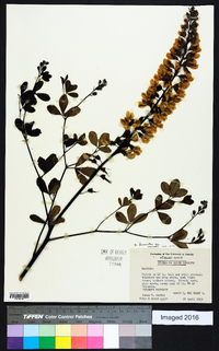 Baptisia alba image