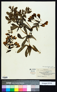 Baptisia bracteata var. leucophaea image