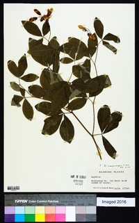 Baptisia megacarpa image