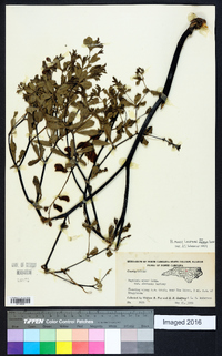 Baptisia australis var. minor image