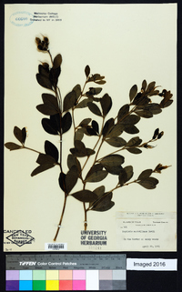 Baptisia nuttalliana image