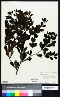 Baptisia nuttalliana image