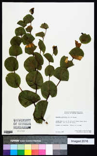 Baptisia perfoliata image