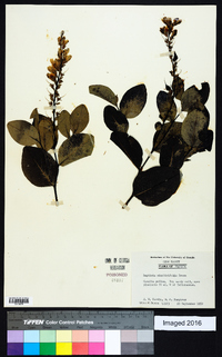 Baptisia simplicifolia image