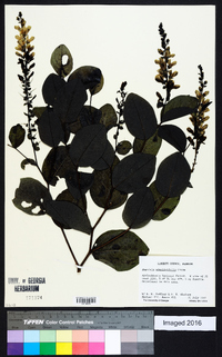 Baptisia simplicifolia image