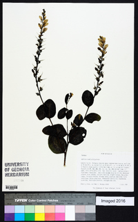 Baptisia simplicifolia image