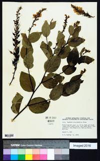 Baptisia simplicifolia image