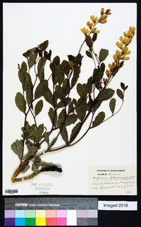 Baptisia sphaerocarpa image