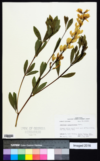 Baptisia sphaerocarpa image