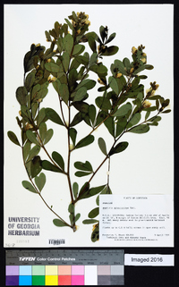 Baptisia sphaerocarpa image