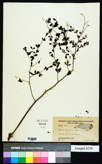 Baptisia tinctoria image