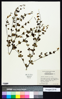 Baptisia tinctoria image