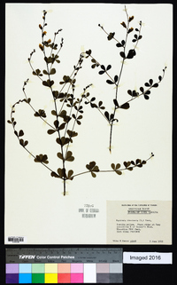 Baptisia tinctoria image