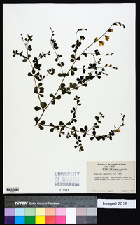 Baptisia tinctoria image