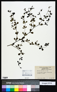 Baptisia tinctoria image