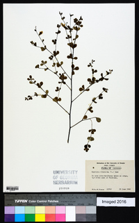 Baptisia tinctoria image