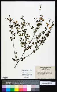 Baptisia tinctoria image