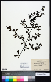 Baptisia tinctoria image