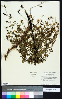 Baptisia tinctoria image