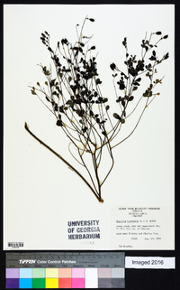 Baptisia tinctoria image