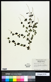 Baptisia tinctoria image