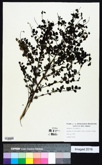 Baptisia tinctoria image