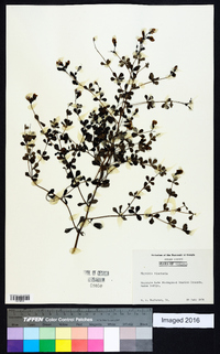 Baptisia tinctoria image