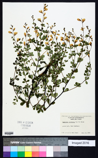 Baptisia tinctoria image