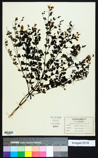 Baptisia tinctoria image