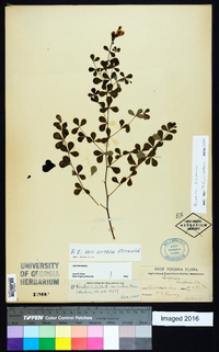 Baptisia tinctoria image