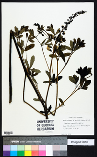 Baptisia psammophila image