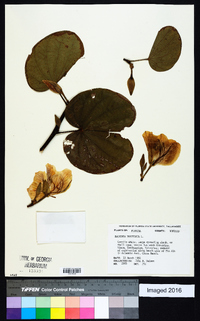 Bauhinia variegata image