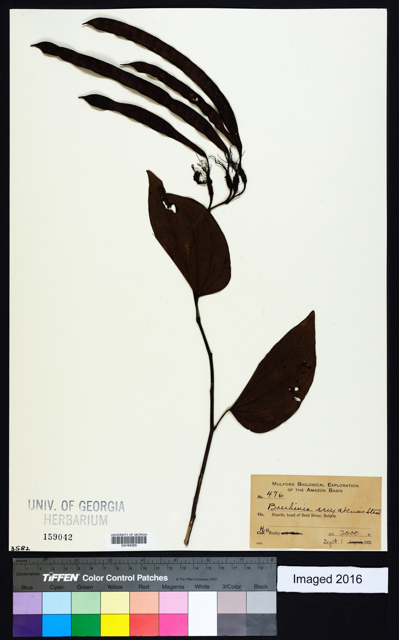Bauhinia chalcophylla image