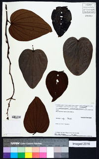 Bauhinia rufa image