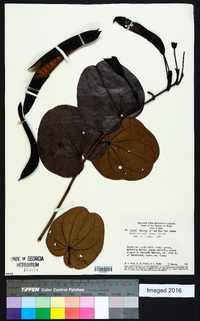 Bauhinia rufa image