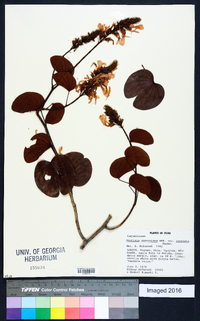 Bauhinia glabra image