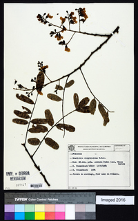 Bowdichia virgilioides image