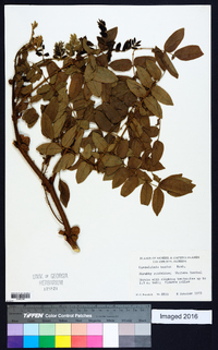 Caesalpinia bonduc image