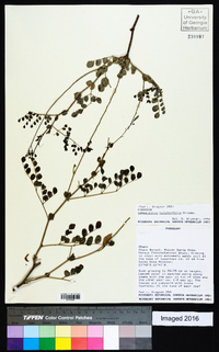 Image of Caesalpinia coluteifolia