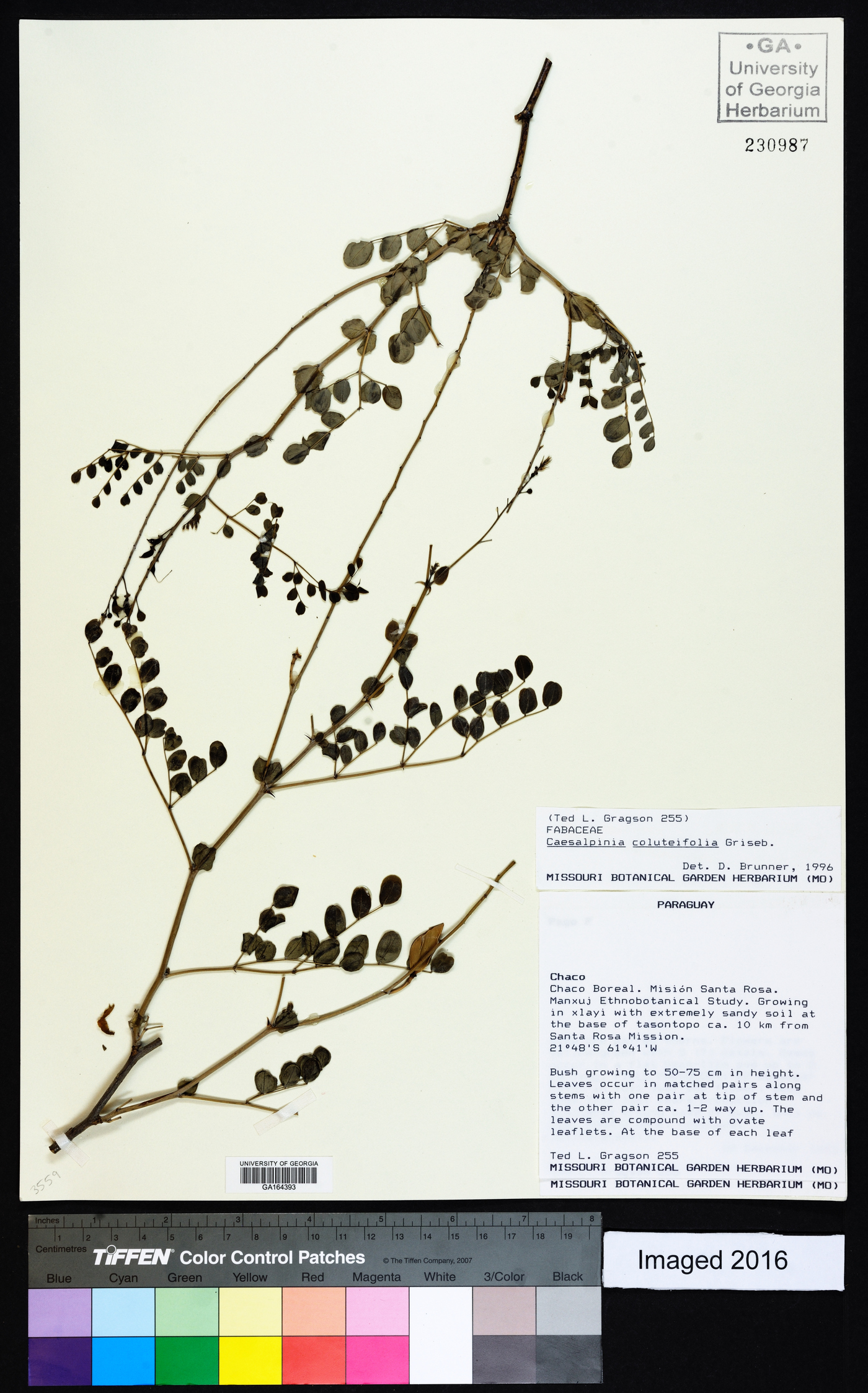 Caesalpinia coluteifolia image