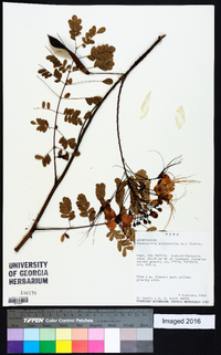 Caesalpinia pulcherrima image