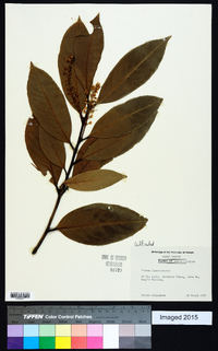 Prunus laurocerasus image